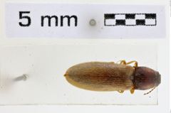 Foto (Dorsalansicht) von Hemicrepidius inornatus (NHMW-ZOO-COL-0008962)